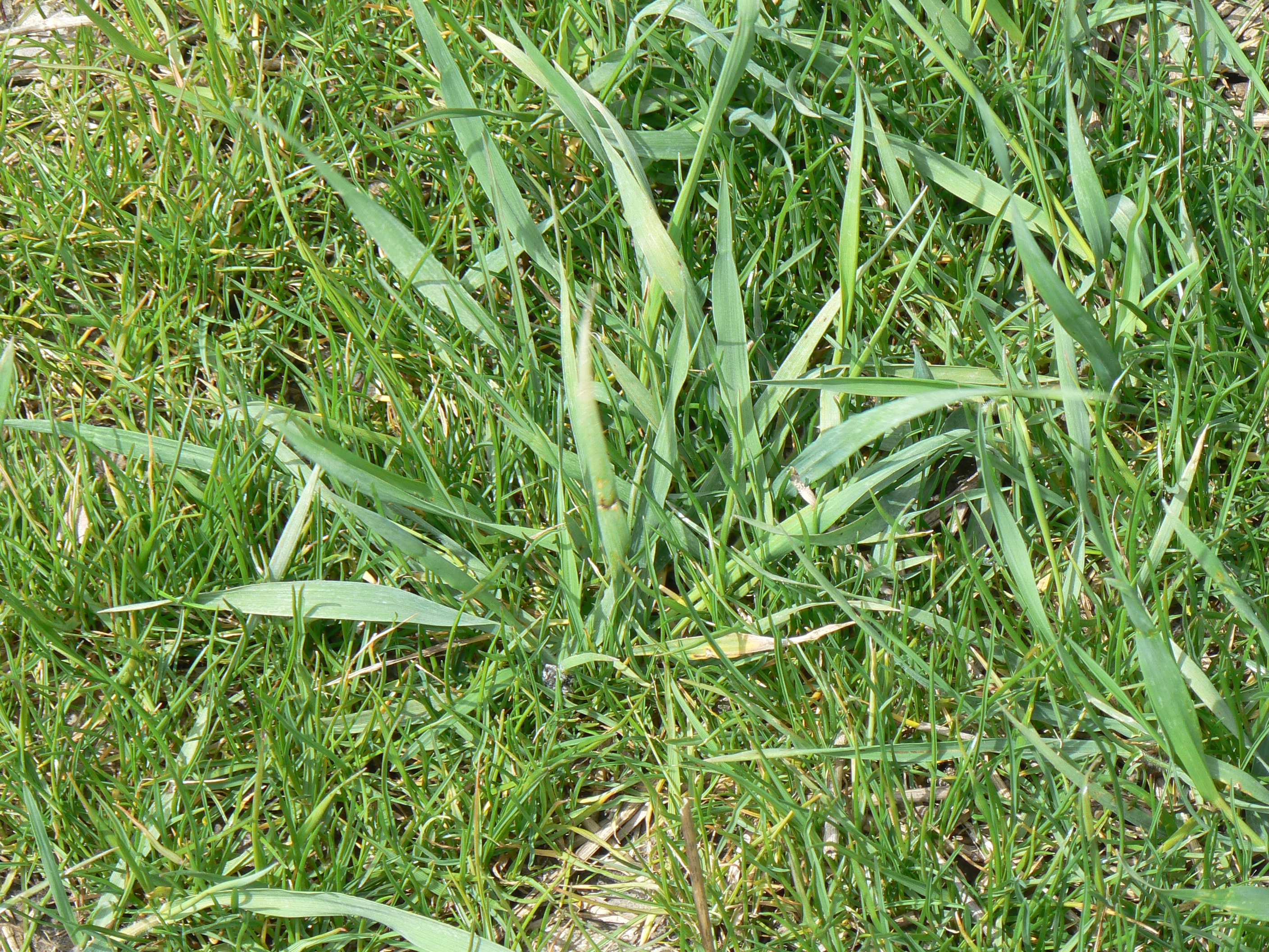 Quack grass in buffalo lawn