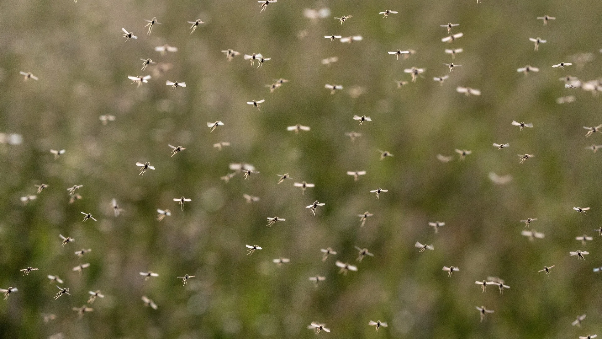 Mosquito Season Is Here - What Can You Do to Keep Them at Bay?