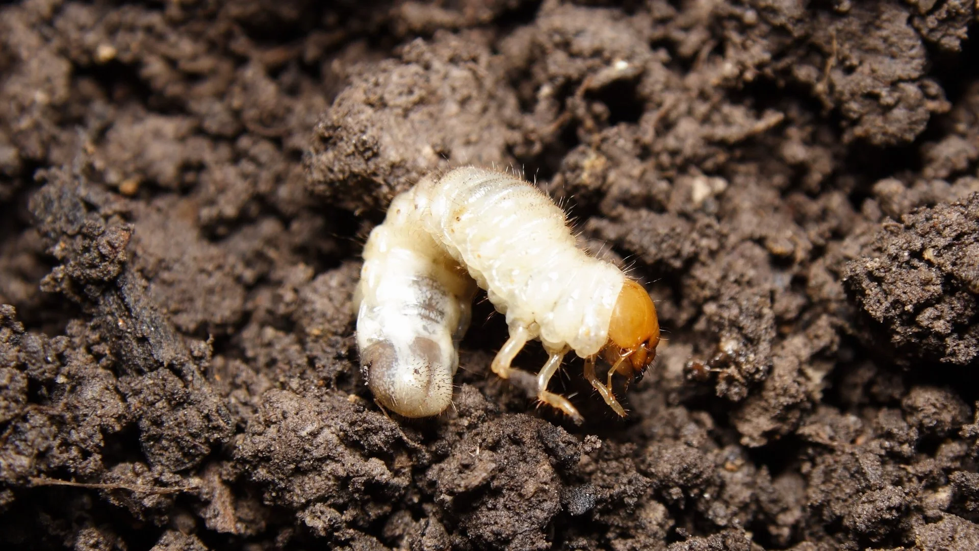 How Can You Tell if Grubs Are Damaging Your Lawn?