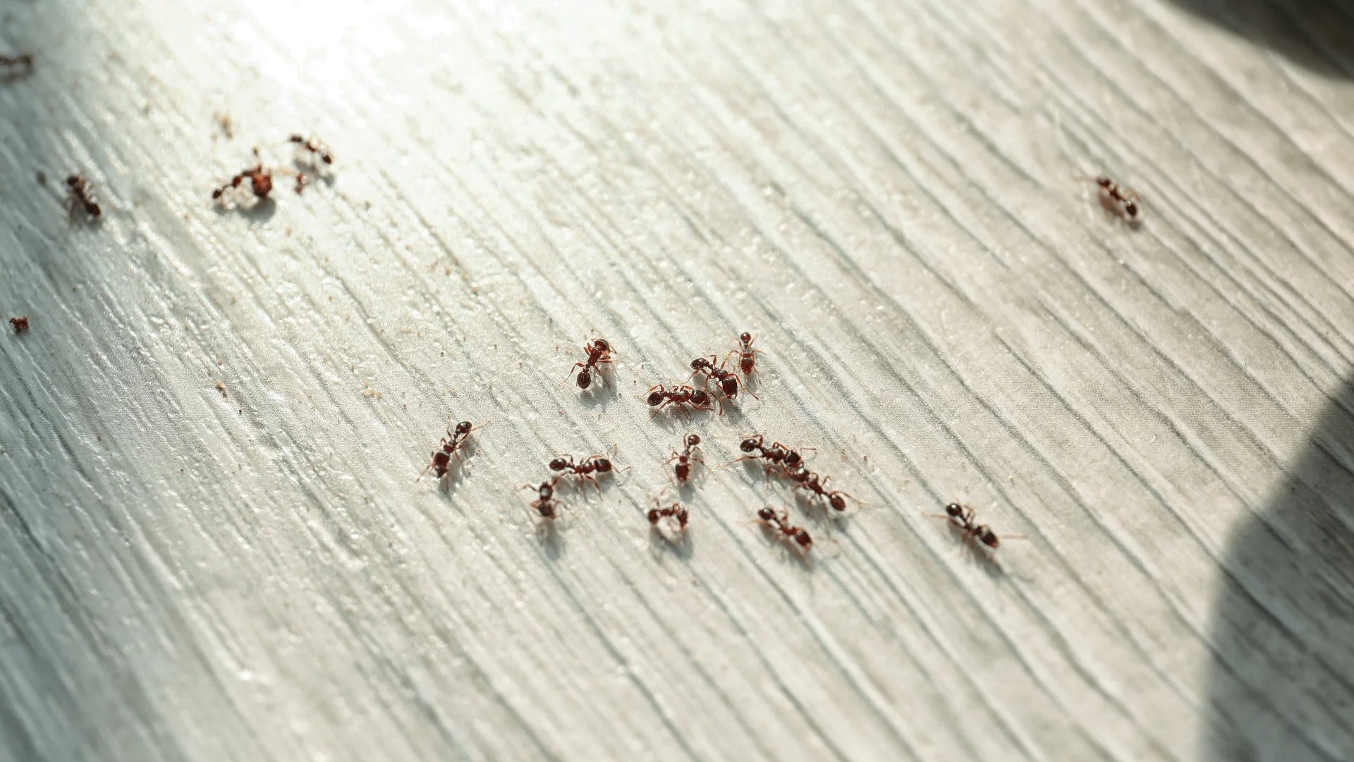 How to Make Your Indoor Space Less Appealing to Pests