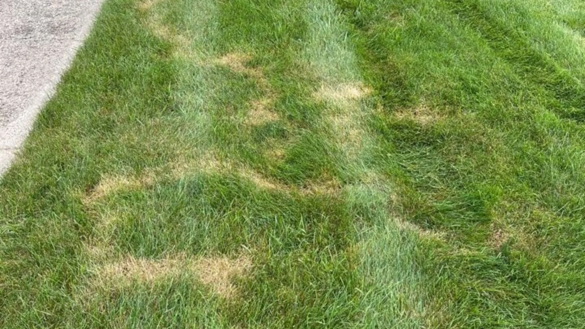 Can You Get Rid of Moles in Your Lawn Yourself?