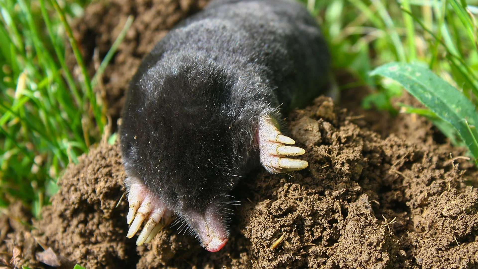 DIY Mole Control