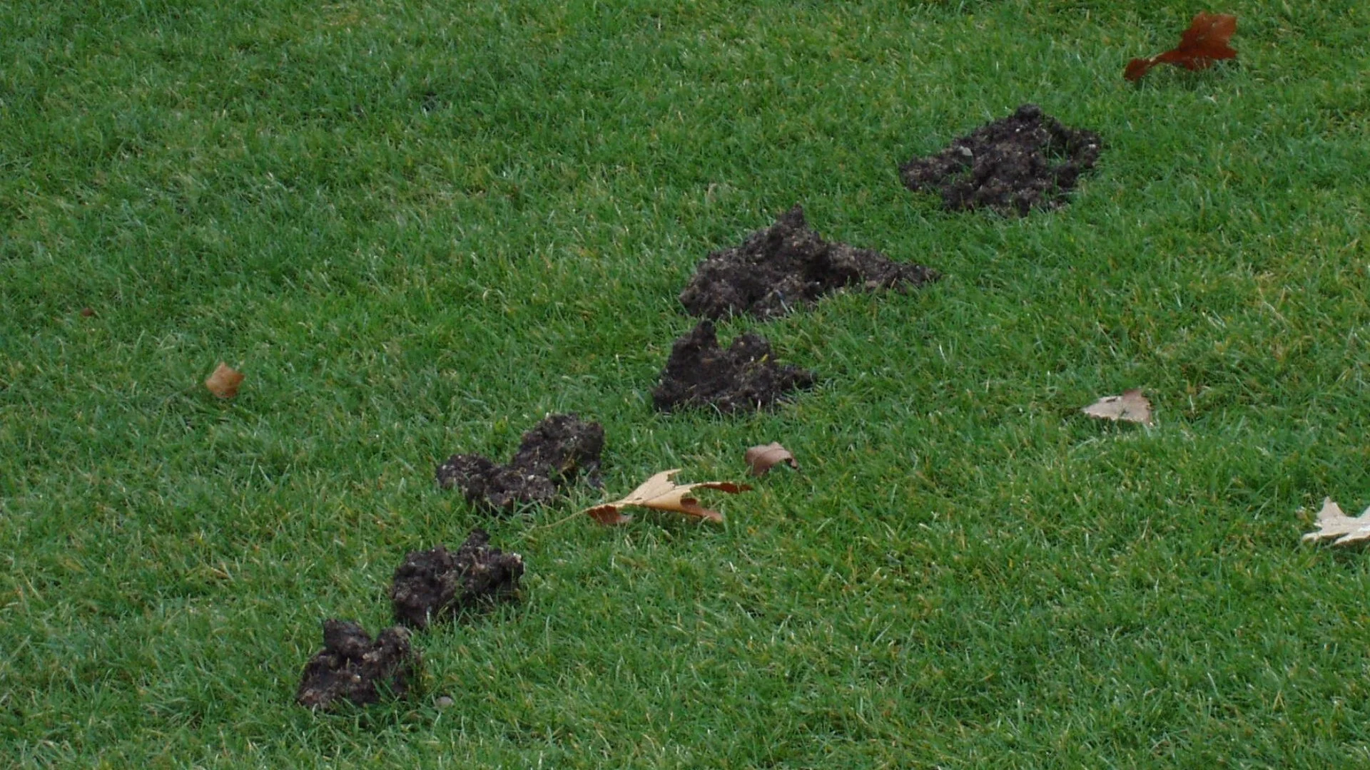 Does Your Lawn Have a Mole Infestation? Look for These Signs