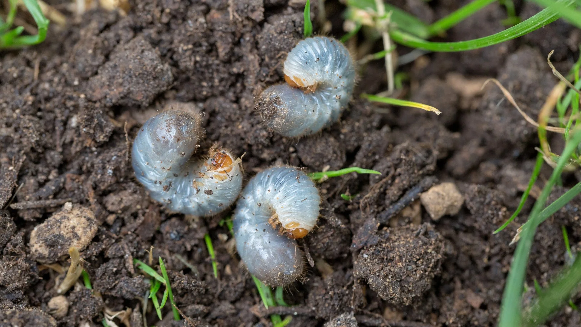 5 Lawn Insects That Cause Problems for Lawns in Michigan