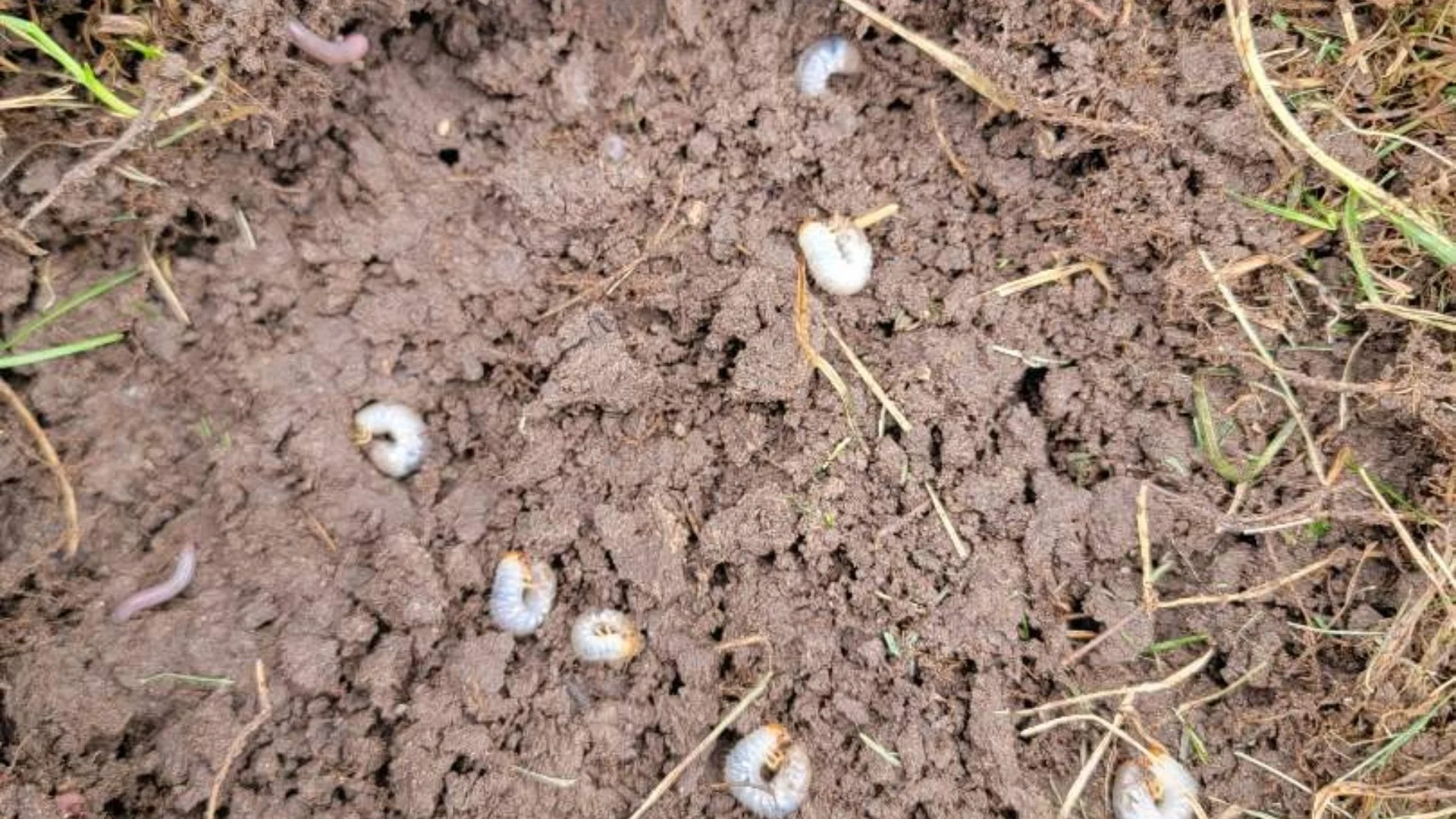 Keep Your Lawn Safe From Grubs With Preventative Treatments