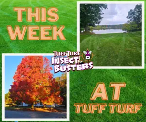 West Michigan Bug Control: 2024 Insect Busters Season Ends