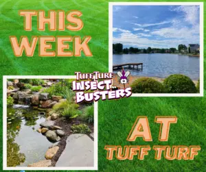 West Michigan Bug Control: The Bugs Are Everywhere!