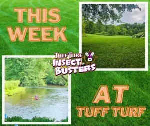 West Michigan Bug Control: Mosquitoes, Fleas and Ticks