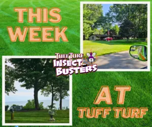 West Michigan Bug Control: Goodbye Bugs! The Time Is Now....