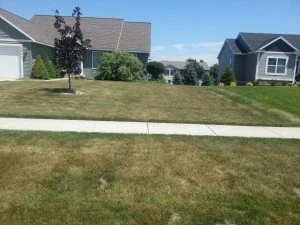 Dry Lawns