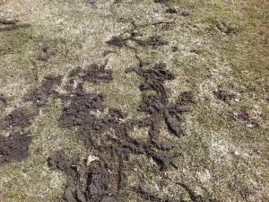 Vole Damage in the lawns
