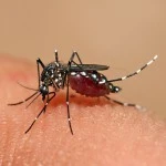 Mosquitos and You