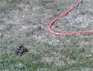 We Have Bad Gas  | Animal Control Experts