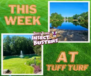 West Michigan Lawn Care: Happy Summer, Why Bugs?!