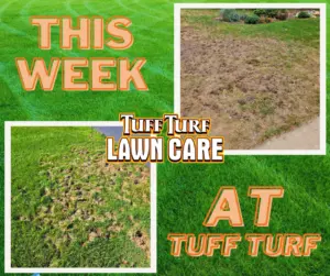 West Michigan Lawn Care: 3 Simple Steps to Prevent Grub Damage