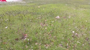 Maple Tree Seedlings