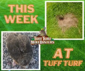 West Michigan Lawn Care: How To Control Moles and Chipmunks