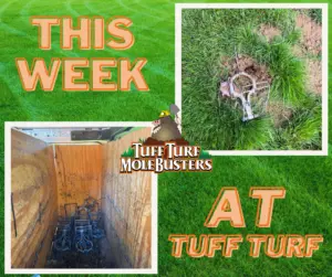 West Michigan Pest Control: The Most Effective Mole Control Method