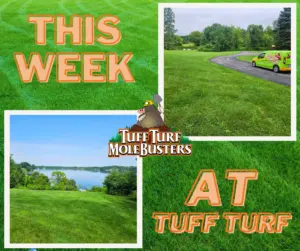 West Michigan Mole Control: How To Maintain A Mole Free Yard
