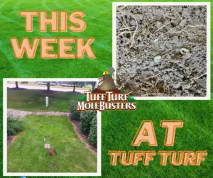 West Michigan Mole Control: Do Moles Like Grubs Or Earthworms