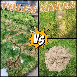 Grand Rapids Michigan Mole and Vole Control - What Do I Have?