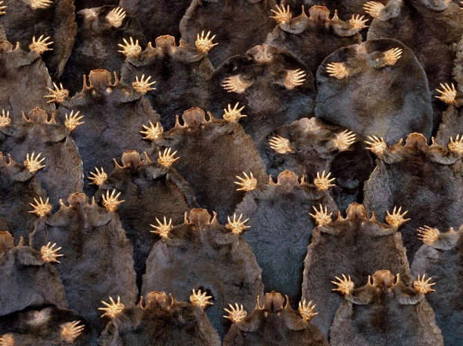 New Means of Mole Control