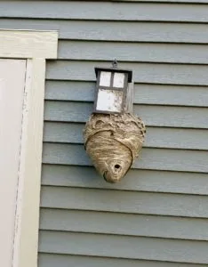 Pinata