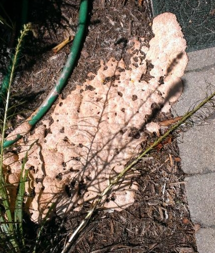 Slime Mold