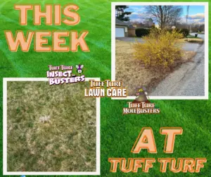 West Michigan Lawn Care: Snow Mold and Blooming Forsythia