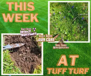 West Michigan Lawn Care: Wild Violets & GRUBS