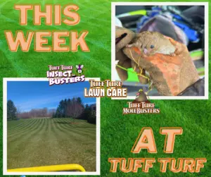 West Michigan Lawn Care: Rolling Lawns & Catching Voles