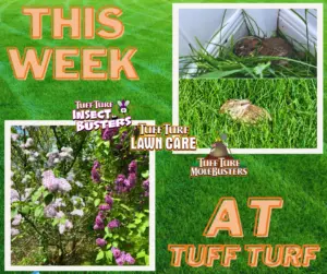 West Michigan Lawn Care: Lilacs Blossoming and Rabbit Repellent