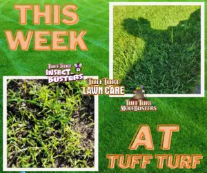 West Michigan Lawn Care: Easy fix for crabgrass and yellow nutsedge