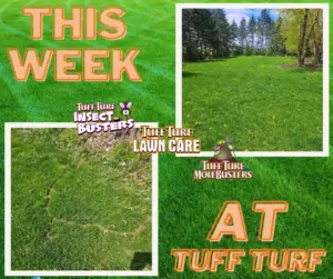 West Michigan Lawn Care: When To Apply Your 2nd Application