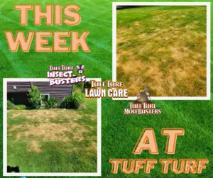 West Michigan Lawn Care: How To Prevent Lawn Diseases