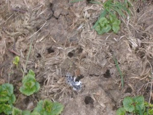 Vole Holes