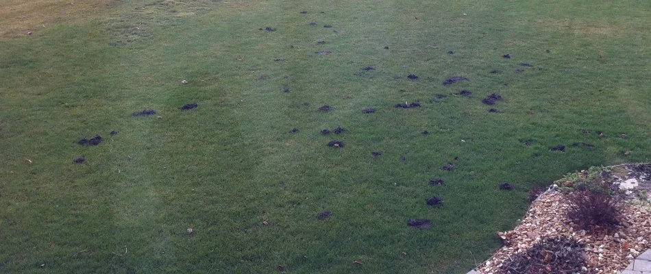 Lawn in Grand Rapids, MI, with loose mounds of soil.