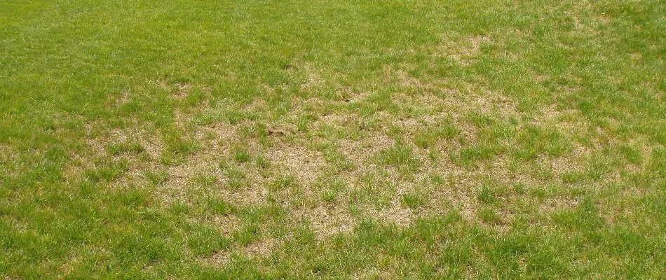 Lawn in Grand Rapids, MI, with patch of brown grass.