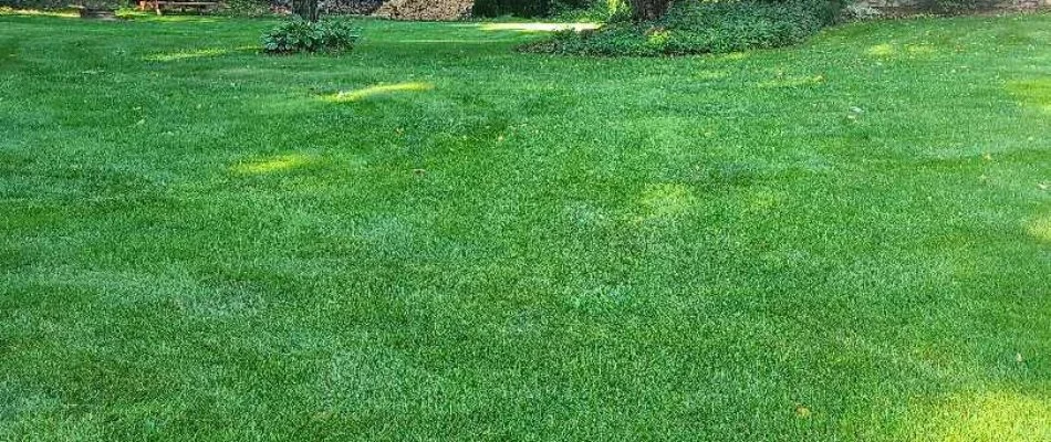 Lush, green lawn in a yard in Grand Rapids, MI.