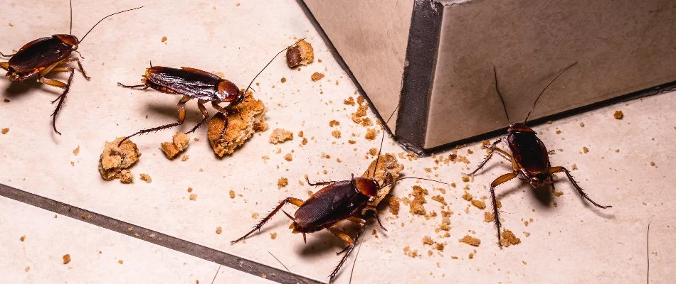 Many roaches eating crumbs on the floor in Grand Rapids, MI.
