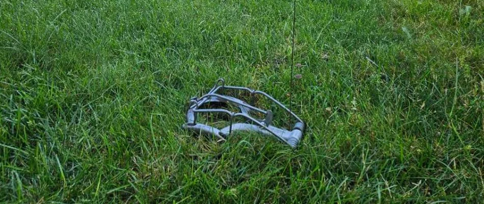 Mole trap on a lawn in Grand Rapids, MI.