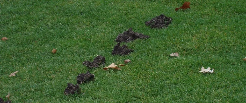 Lawn in Grand Rapids, MI, with mounds of soil caused by moles.