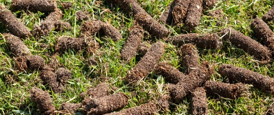Soil cores on a lawn in Grand Rapids, MI, after aeration.