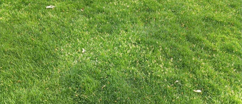 Annual Bluegrass Weeds | Get Rid of Weeds  | Lawn Care