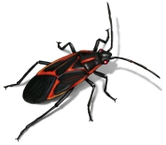 Boxelder Bugs  | Pest Solutions Experts