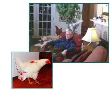 Mosquito Repelling Chickens?