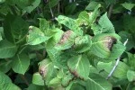 Frost Damage to Landscape Plants
