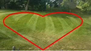 Love our lawns