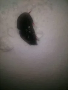 Mole in the snow