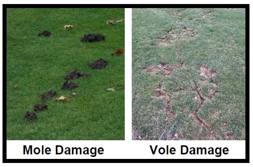 Moles, voles, or shrews